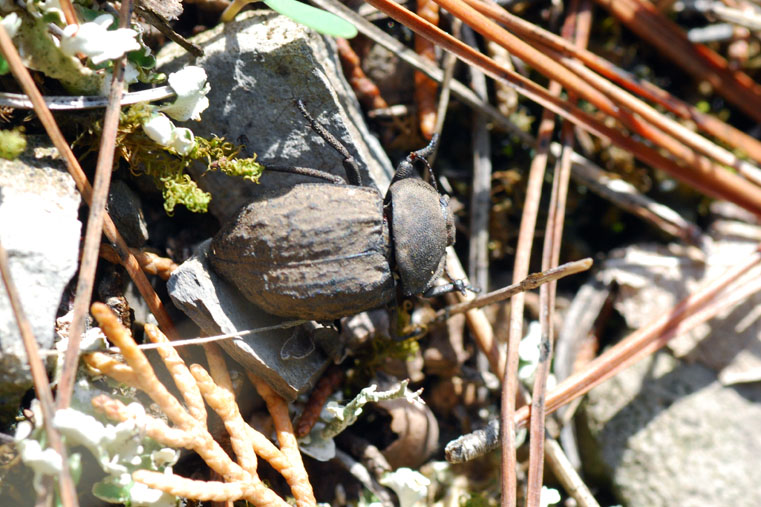 Tenebrionidae: Asida sabulosa